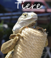Tier- Fotos