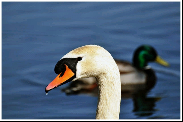 0002_DSC_2841schwan.jpg